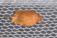 Cacoecimorpha pronubana
