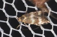 Elachista littoricola