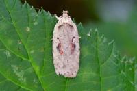 Agonopterix ocellana