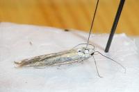 Coleophora brunneosignata