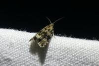 Celypha lacunana