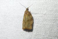 Pandemis heparana