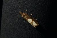 Epinotia trigonella
