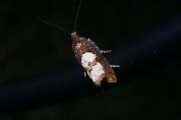 Epinotia trigonella