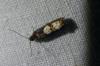 Epinotia trigonella