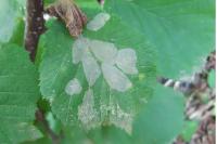 Phyllonorycter coryli