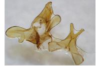 Scythris scopolella