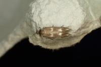 Scythris scopolella
