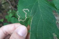 Stigmella floslactella