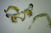 Coleophora trifolii