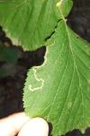 Stigmella floslactella