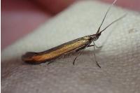 Coleophora trifolii