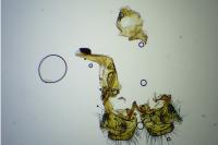 Coleophora trifolii