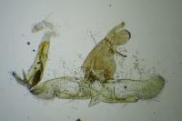 Oegoconia deauratella