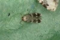 Oegoconia deauratella