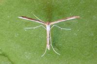 Emmelina monodactyla