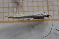 Coleophora pennella