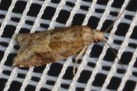 Rhopobota naevana