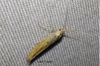 Coleophora clypeiferella
