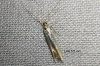 Coleophora versurella