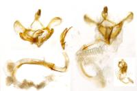 Coleophora versurella