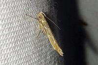 Pyroderces argyrogrammos