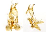 Pyroderces argyrogrammos