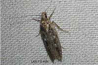 Gelechia sabinella