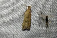 Helcystogramma lutatella