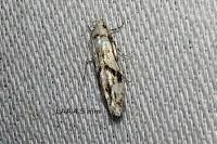 Stenolechia gemmella