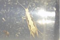 Plutella xylostella