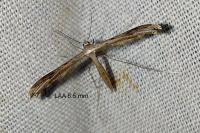 Stenoptilia zophodactyla