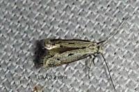 Elachista biatomella