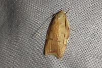 Carcina quercana