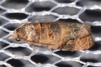 Lobesia botrana