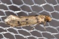 Tinea basifasciella