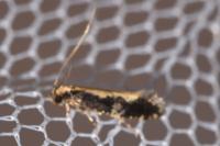 Monopis obviella