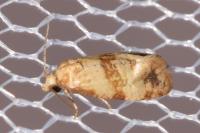 Phalonidia contractana