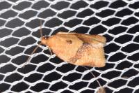 Clepsis consimilana