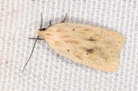 Agonopterix kaekeritziana