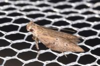 Rosetea rosetella