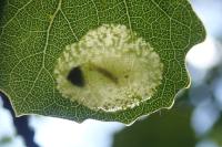 Phyllonorycter sagitella