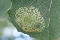 Phyllonorycter sagitella