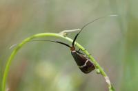 Adela australis