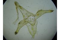 Phyllonorycter sagitella