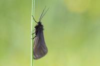 Heterogynis penella