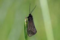 Heterogynis penella