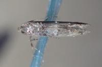 Sorhagenia janiszewskae