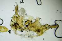 Sorhagenia janiszewskae