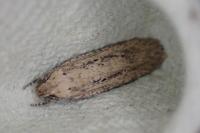 Platyedra subcinerea